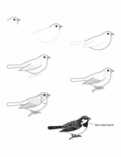 120 рисунков птиц для детей и взрослых #81