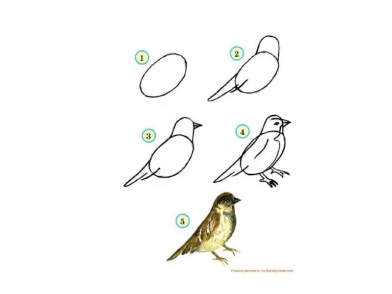 120 рисунков птиц для детей и взрослых #61