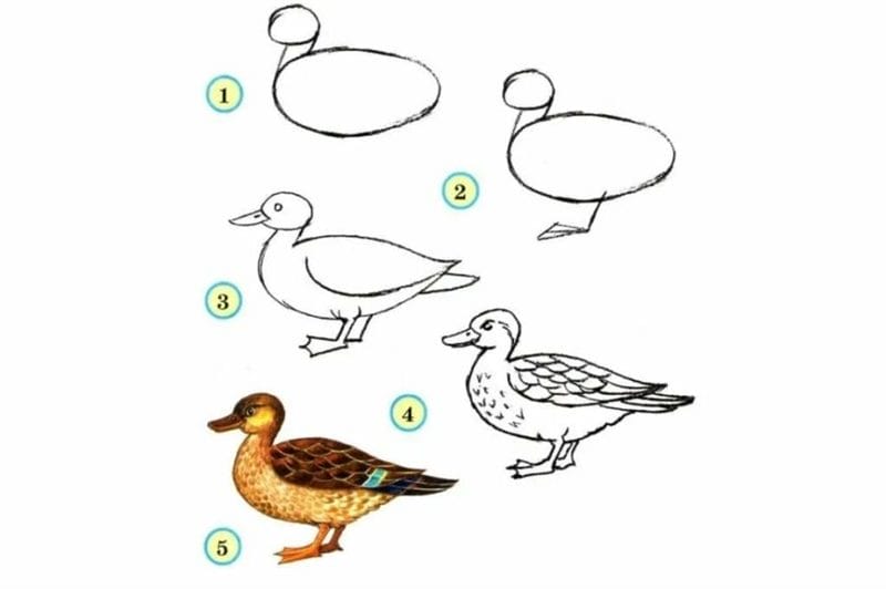 120 рисунков птиц для детей и взрослых #100