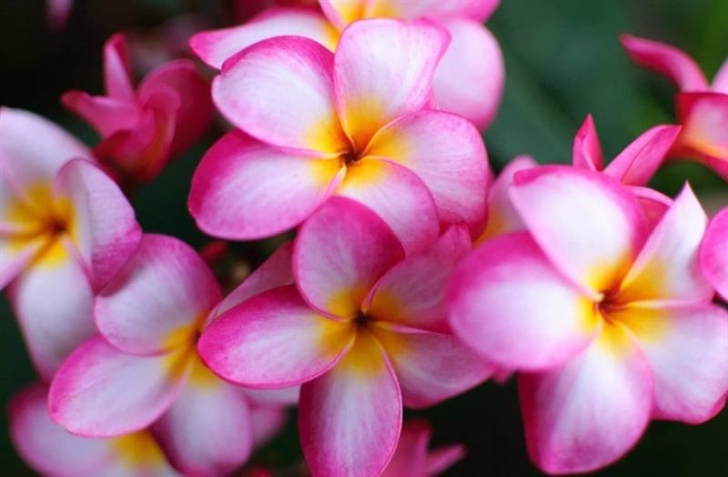 Самые красивые цветы: 180 фото #101