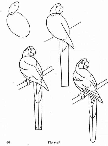 120 рисунков птиц для детей и взрослых #43