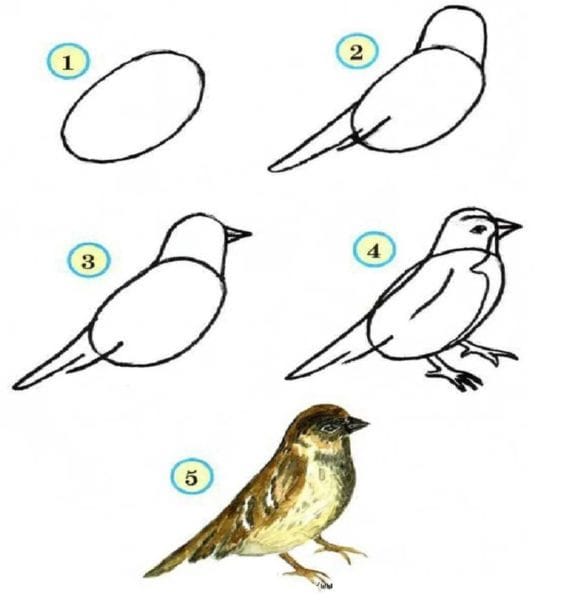 120 рисунков птиц для детей и взрослых #10