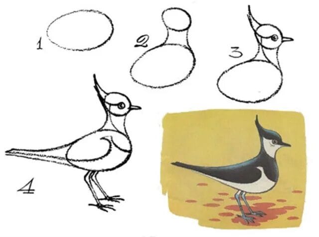 120 рисунков птиц для детей и взрослых #87