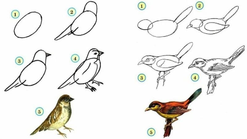120 рисунков птиц для детей и взрослых #32