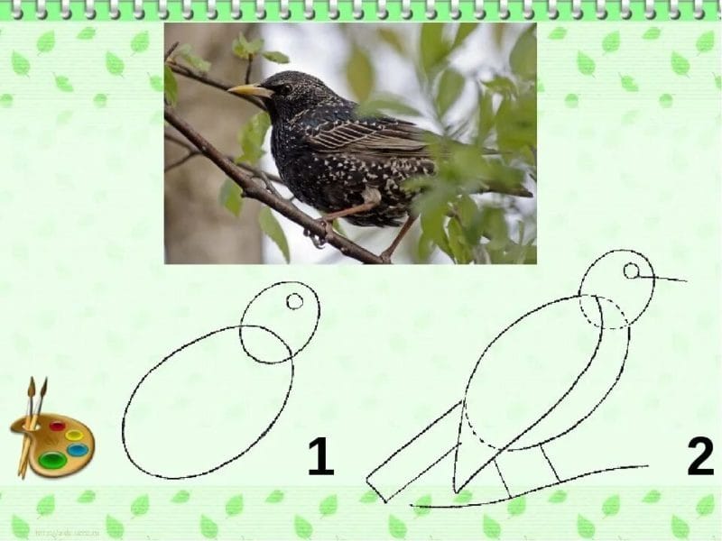 120 рисунков птиц для детей и взрослых #66