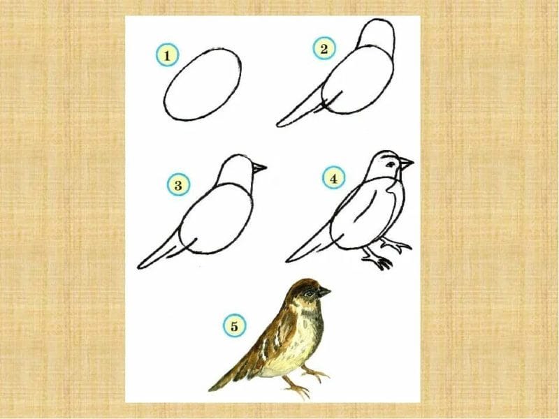 120 рисунков птиц для детей и взрослых #24