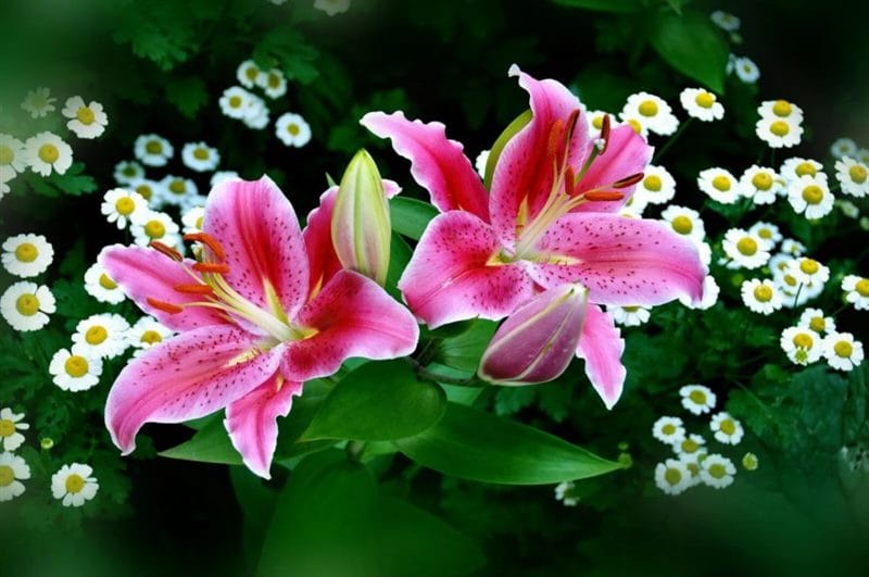 Самые красивые цветы: 180 фото #74