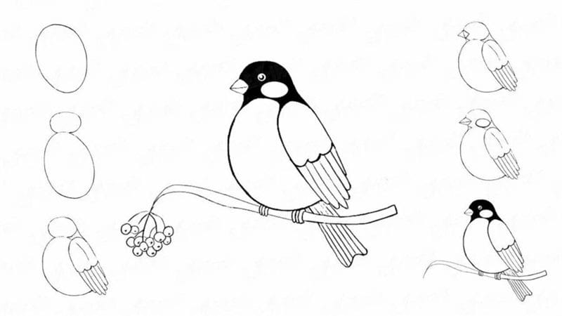 120 рисунков птиц для детей и взрослых #44