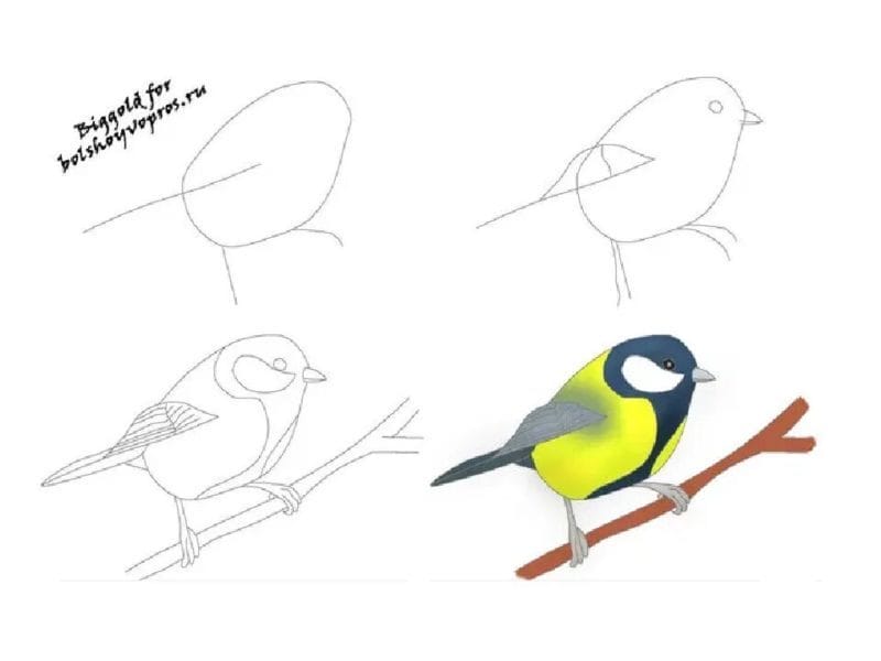 120 рисунков птиц для детей и взрослых #27