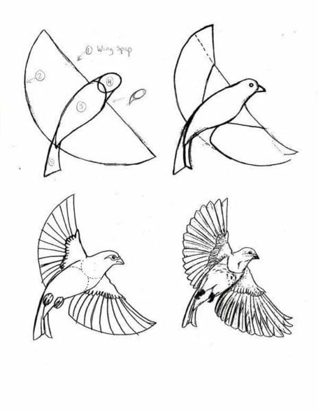 120 рисунков птиц для детей и взрослых #46