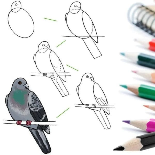 120 рисунков птиц для детей и взрослых #71
