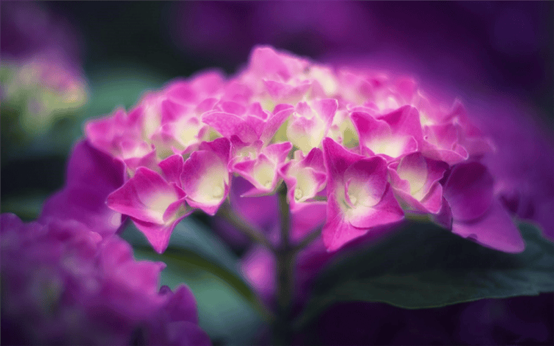 Самые красивые цветы: 180 фото #11