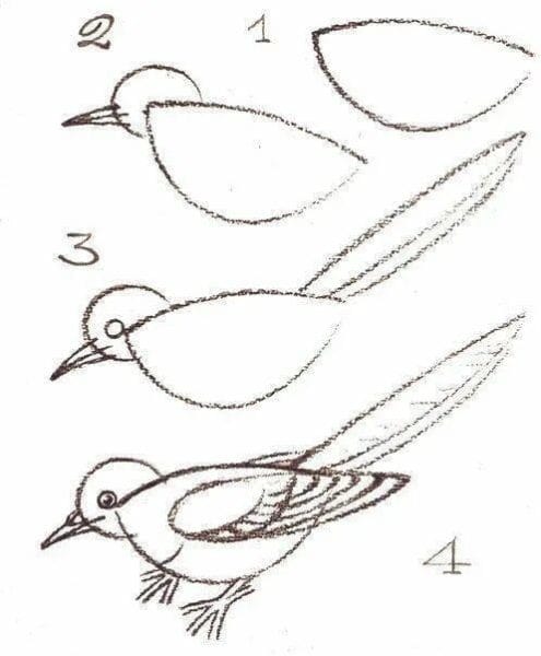 120 рисунков птиц для детей и взрослых #42