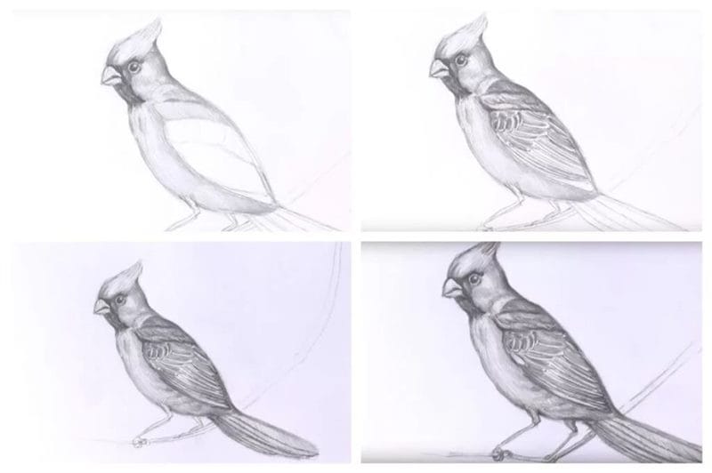 120 рисунков птиц для детей и взрослых #77