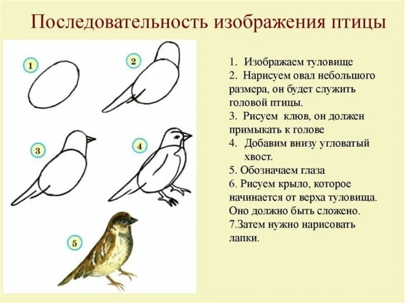 120 рисунков птиц для детей и взрослых #116