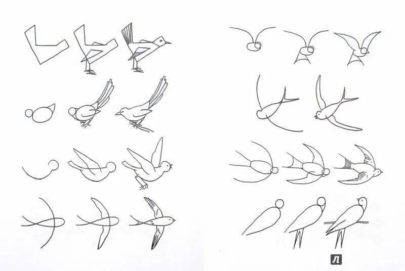 120 рисунков птиц для детей и взрослых #15