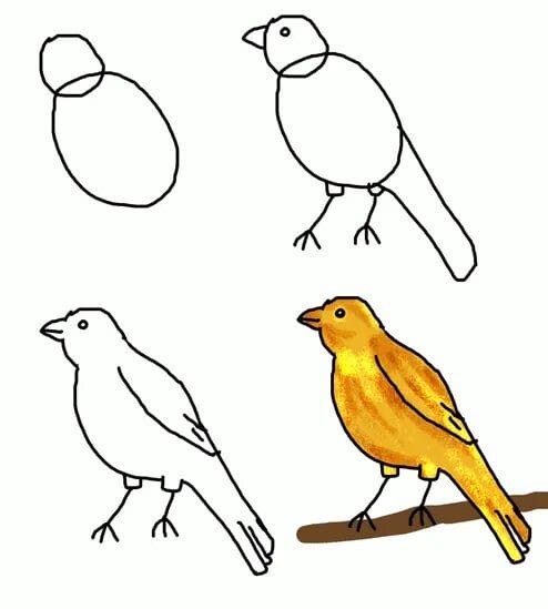 120 рисунков птиц для детей и взрослых #85