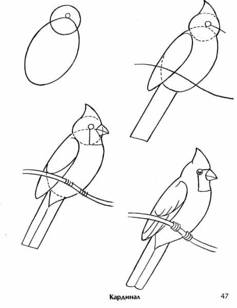 120 рисунков птиц для детей и взрослых #11