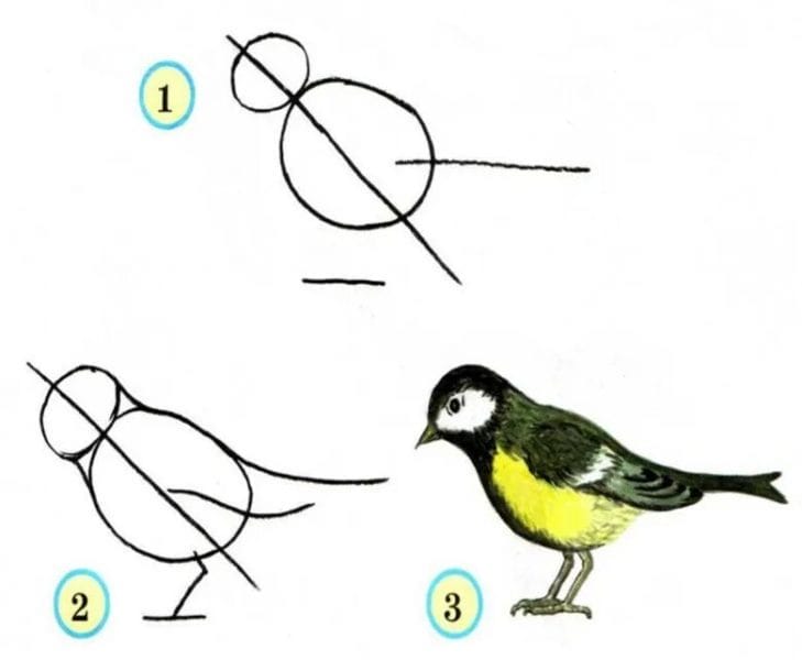 120 рисунков птиц для детей и взрослых #34