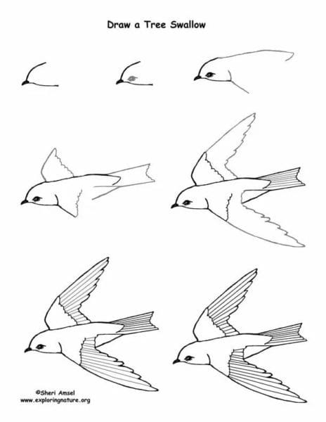 120 рисунков птиц для детей и взрослых #76