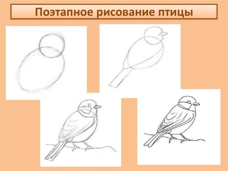 120 рисунков птиц для детей и взрослых #14