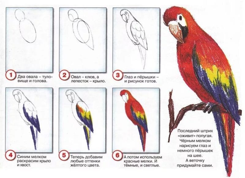 120 рисунков птиц для детей и взрослых #104