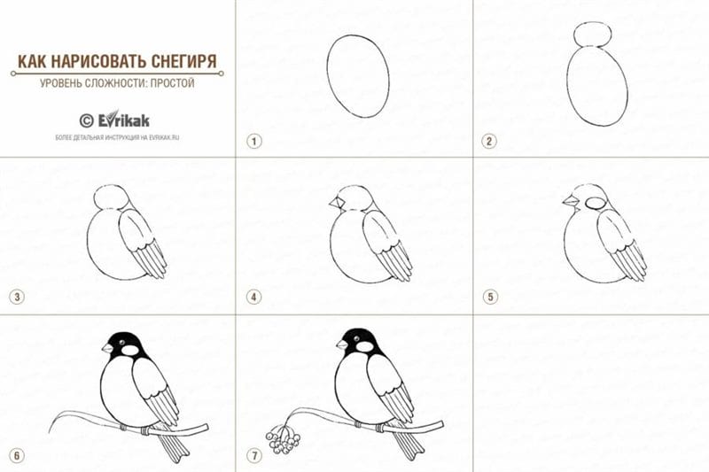 120 рисунков птиц для детей и взрослых #84