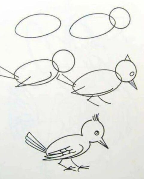 120 рисунков птиц для детей и взрослых #93