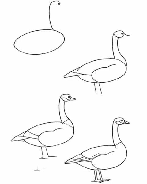 120 рисунков птиц для детей и взрослых #62