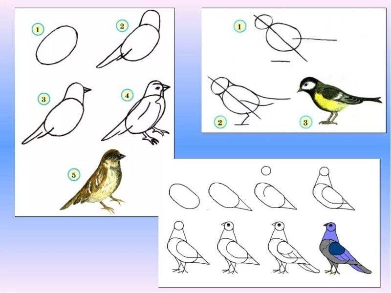 120 рисунков птиц для детей и взрослых #48