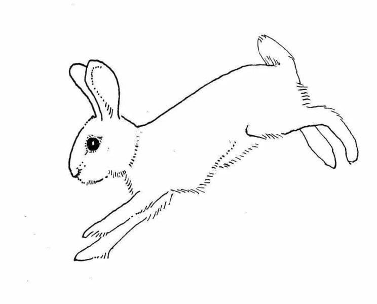 200 картинок и рисунков с зайцем или кроликом #37