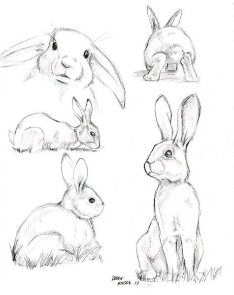 200 картинок и рисунков с зайцем или кроликом #99