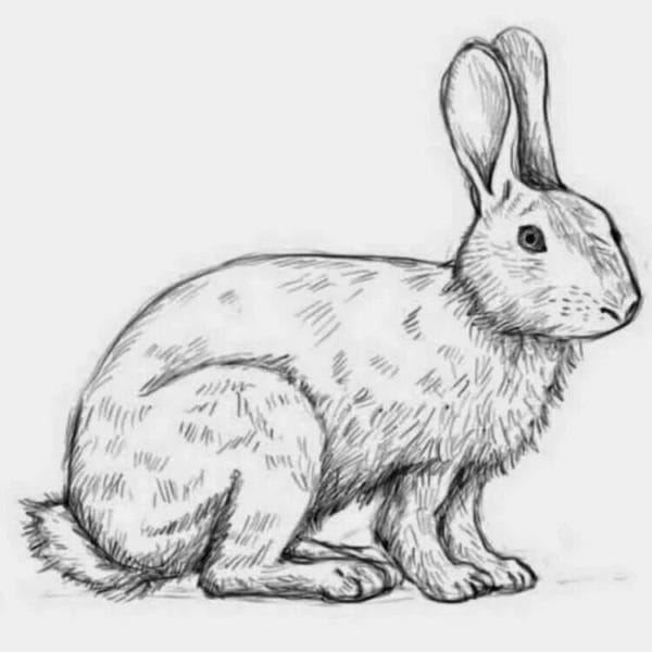 200 картинок и рисунков с зайцем или кроликом #59