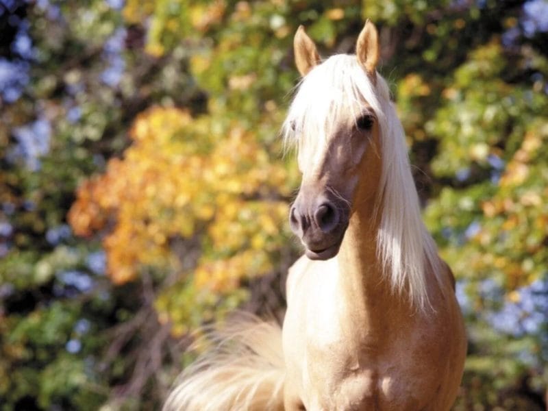 180 картинок с красивыми лошадьми #24
