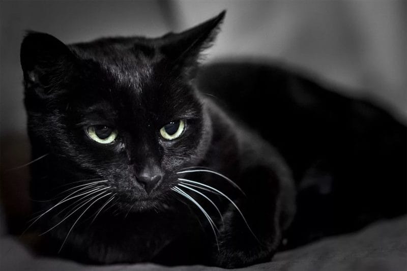 120 картинок с черными котами и котятами #5