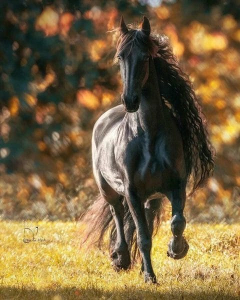 180 картинок с красивыми лошадьми #103