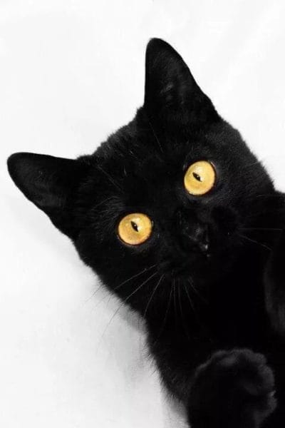 120 картинок с черными котами и котятами #74