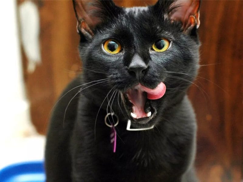 120 картинок с черными котами и котятами #1