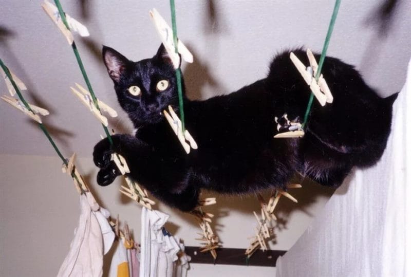 120 картинок с черными котами и котятами #59