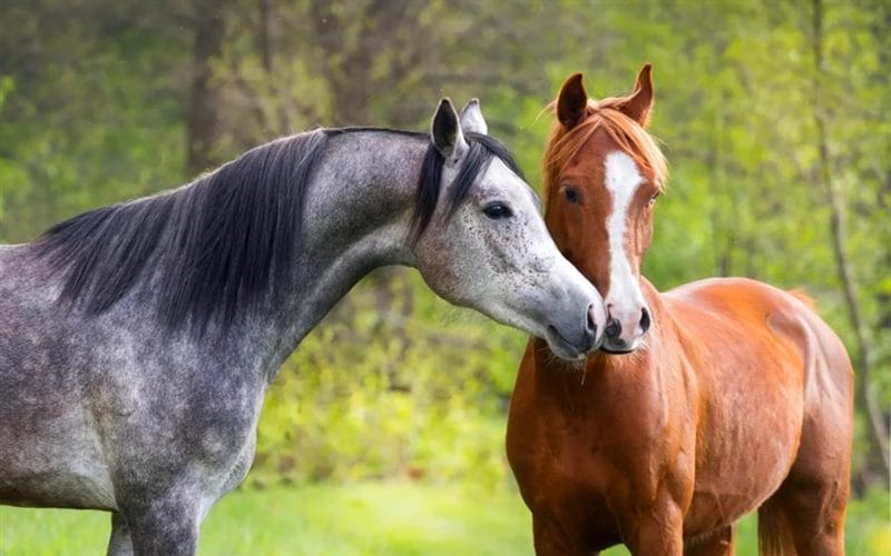 180 картинок с красивыми лошадьми #5