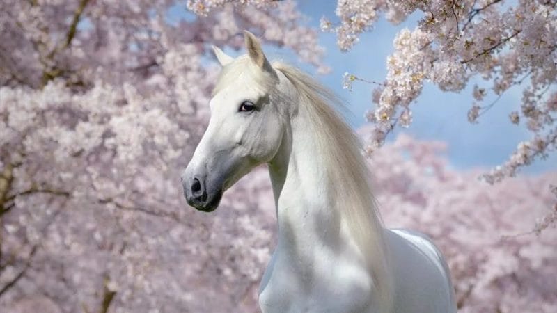 180 картинок с красивыми лошадьми #117