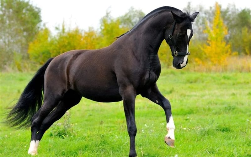 180 картинок с красивыми лошадьми #19