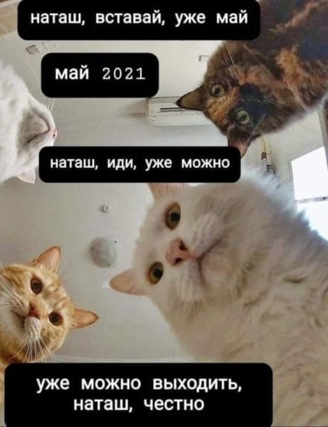 Топ 200 мемов с котиками 2023 #63