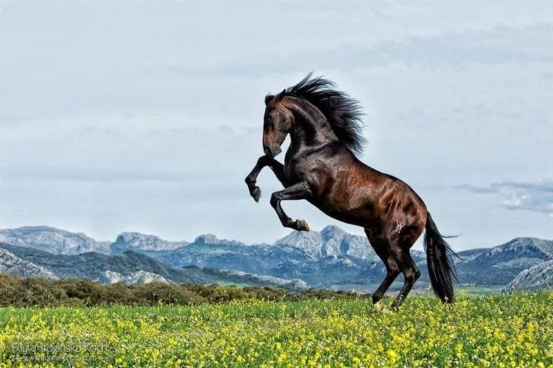180 картинок с красивыми лошадьми #110