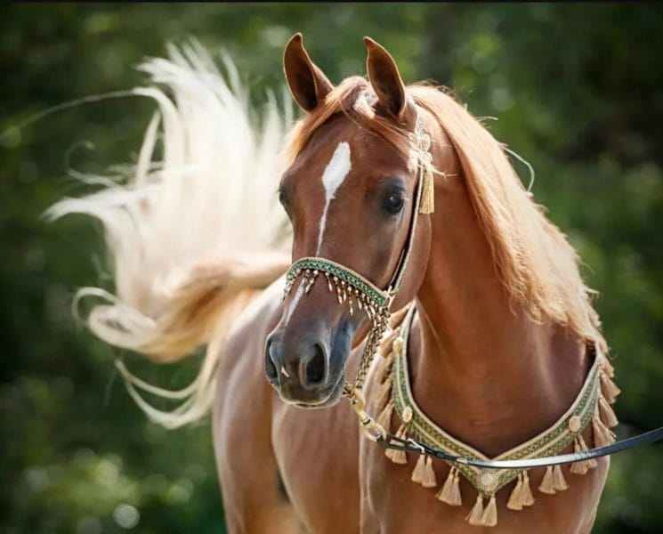 180 картинок с красивыми лошадьми #50