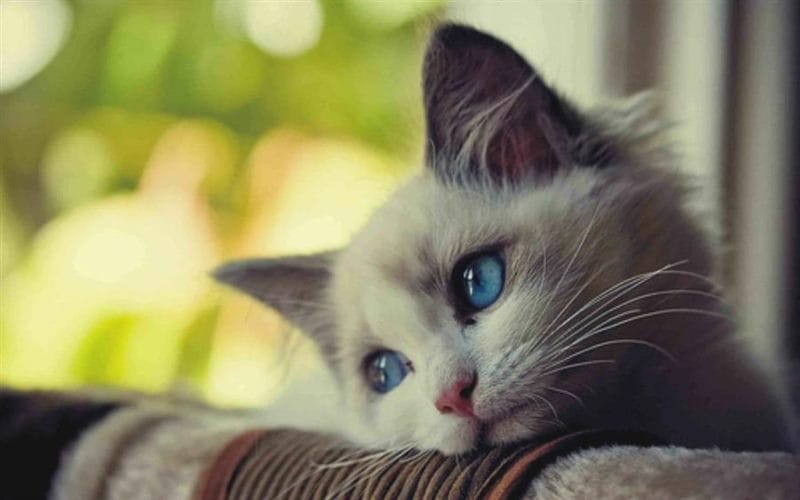 110 фото грустных и плачущих котиков и котят #34