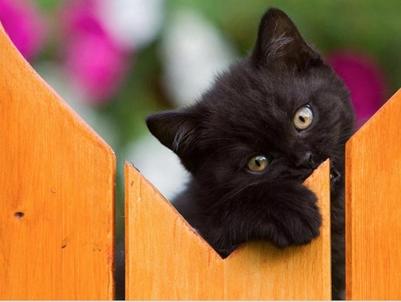 120 картинок с черными котами и котятами #60