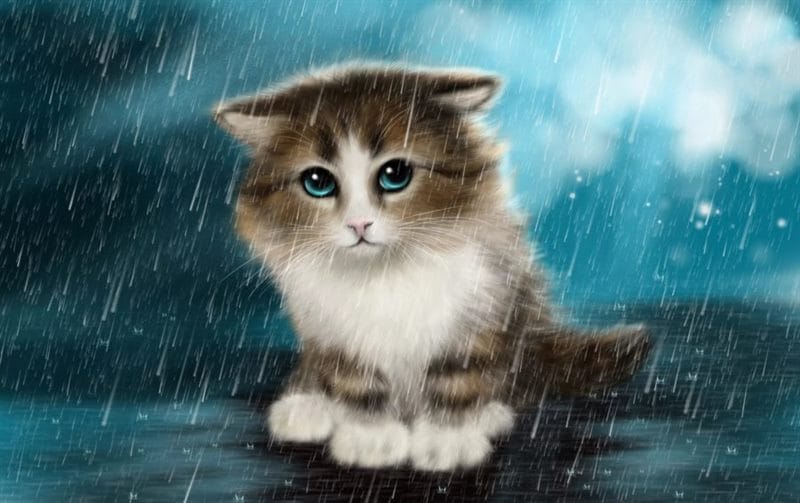 110 фото грустных и плачущих котиков и котят #27