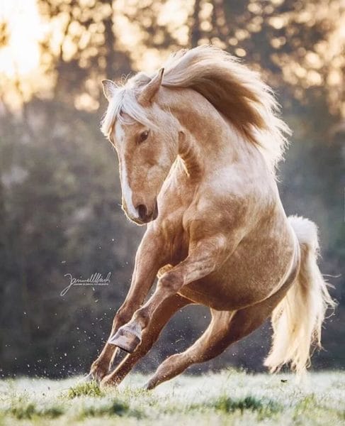 180 картинок с красивыми лошадьми #89