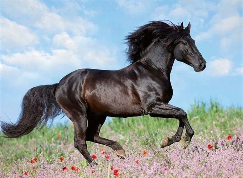 180 картинок с красивыми лошадьми #22